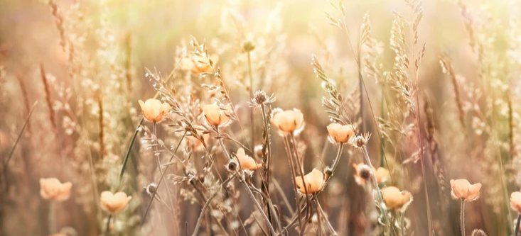 1-52815236628747-44325476761867.png