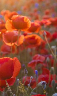1-53105768104203-44327069810955.jpeg