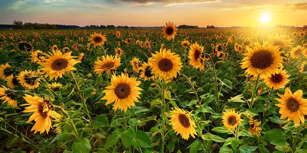 1-53276951576843-44337189224715.jpeg