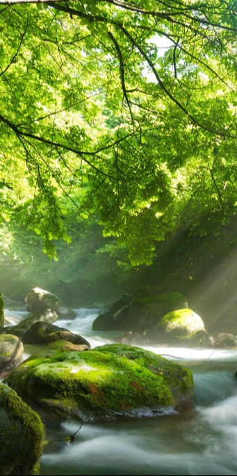 Duschrückwand - Shangrenzawa