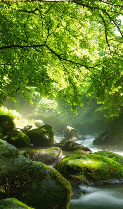 Duschrückwand - Shangrenzawa