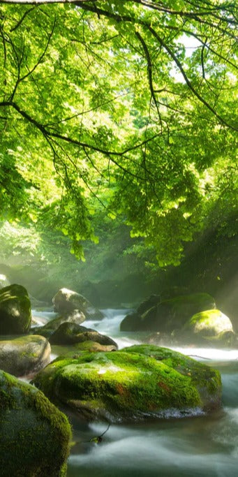 Duschrückwand - Shangrenzawa