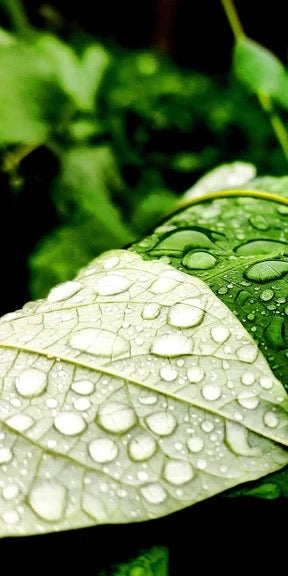 Duschrückwand - Wassertropfen auf einem Blatt