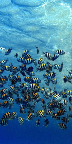 Duschrückwand - Fische im klarem Meer