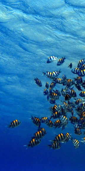 Duschrückwand - Fische im klarem Meer