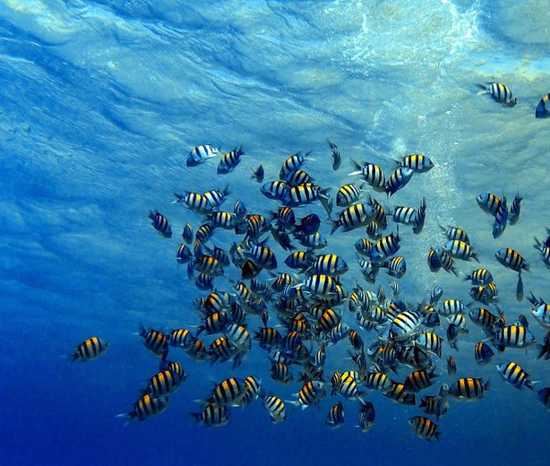 Duschrückwand - Fische im klarem Meer