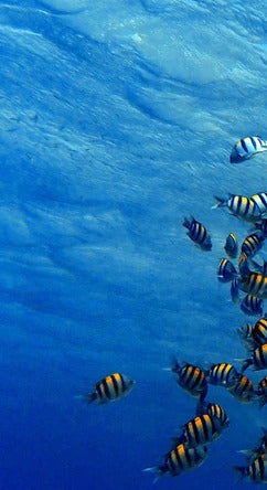 Duschrückwand - Fische im klarem Meer