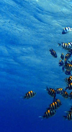 Duschrückwand - Fische im klarem Meer