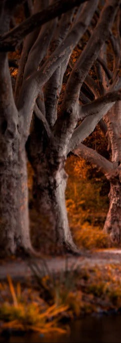 Duschrückwand - Baldeneysee in Essen im Herbst