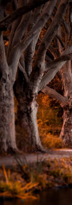 Duschrückwand - Baldeneysee in Essen im Herbst