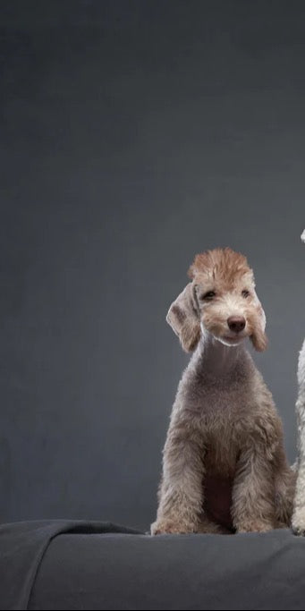 Duschrückwand - Welpe und erwachsener Bedlington Terrier