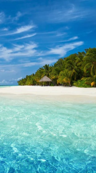 Duschrückwand - Tropische Insel mit Kokospalmen