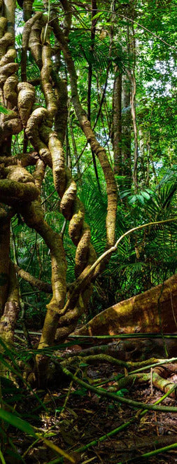 Duschrückwand - Feigenbaum