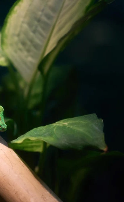Duschrückwand - Grünliche Eidechse
