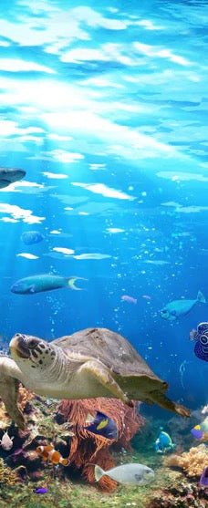 Duschrückwand - Vielfältige Unterwasserwelt