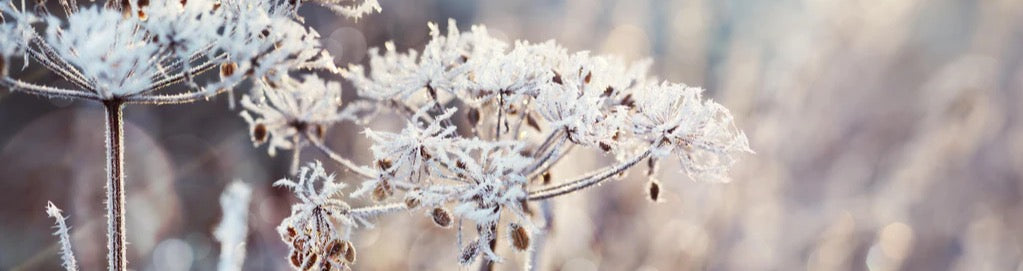 Küchenrückwand - Schneetau auf Pflanzen