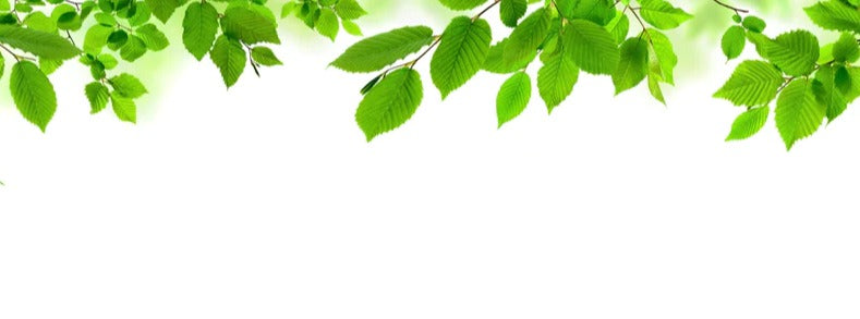 Küchenrückwand - Grüne Blätter