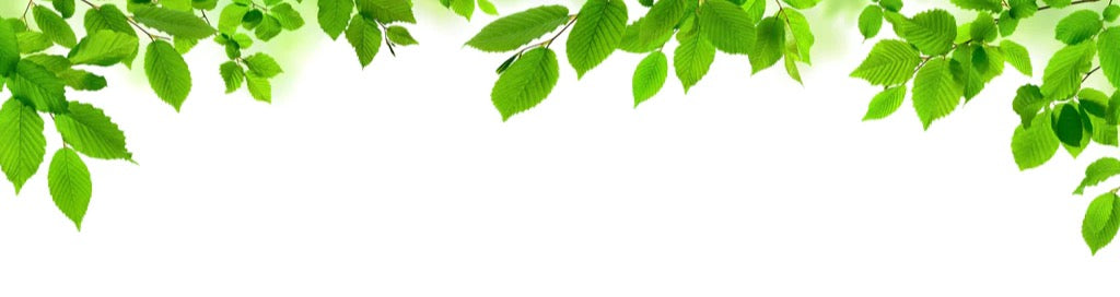 Küchenrückwand - Grüne Blätter