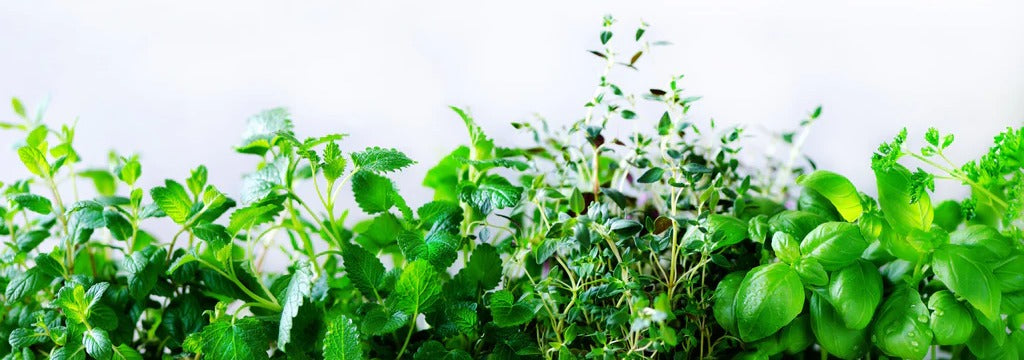 Küchenrückwand - Grüne frische Kräuter