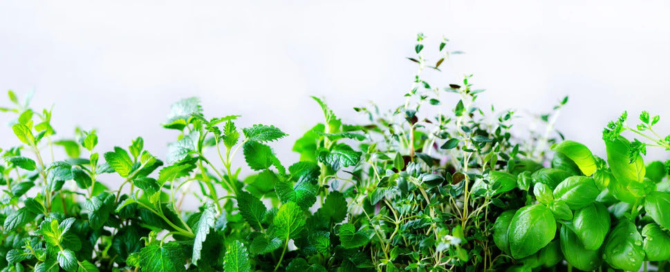 Küchenrückwand - Grüne frische Kräuter