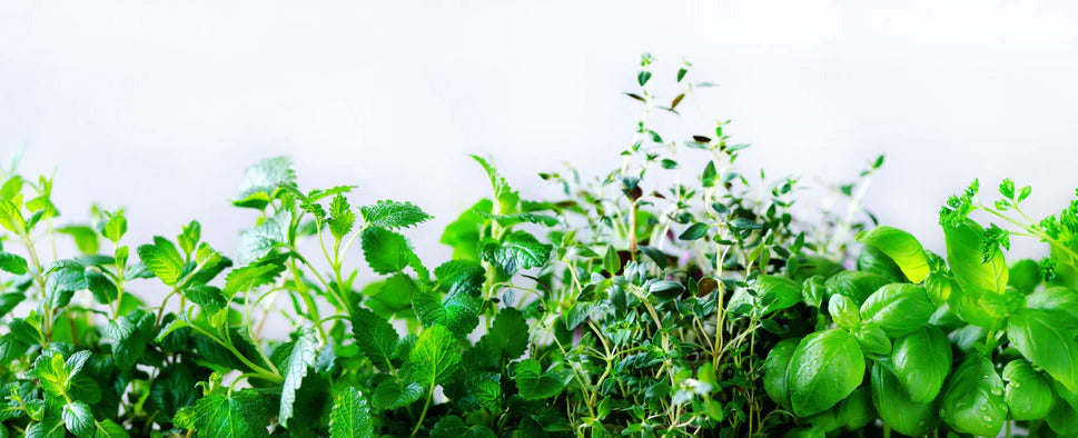 Küchenrückwand - Grüne frische Kräuter