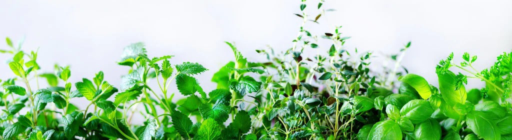 Küchenrückwand - Grüne frische Kräuter