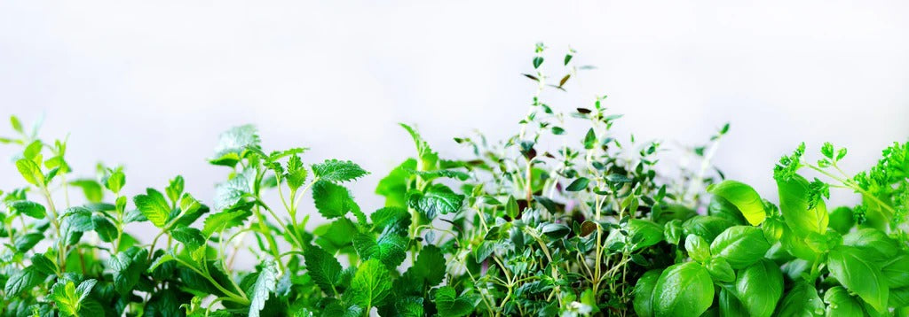 Küchenrückwand - Grüne frische Kräuter