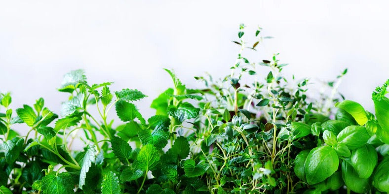 Küchenrückwand - Grüne frische Kräuter