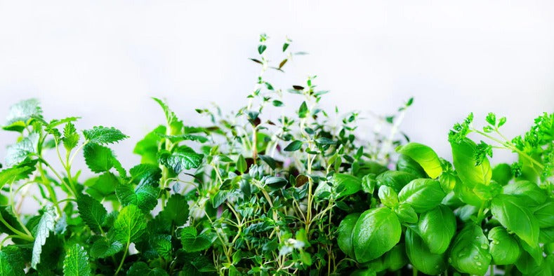 Küchenrückwand - Grüne frische Kräuter