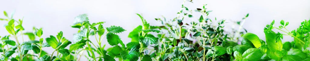 Küchenrückwand - Grüne frische Kräuter
