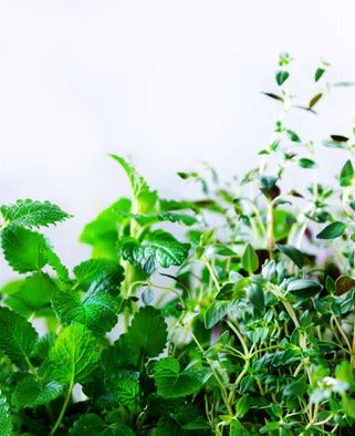 Küchenrückwand - Grüne frische Kräuter