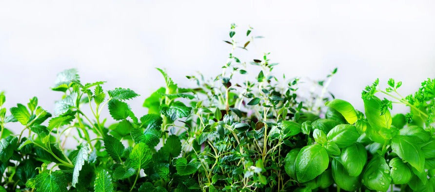 Küchenrückwand - Grüne frische Kräuter