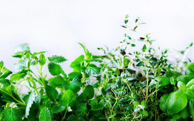 Küchenrückwand - Grüne frische Kräuter