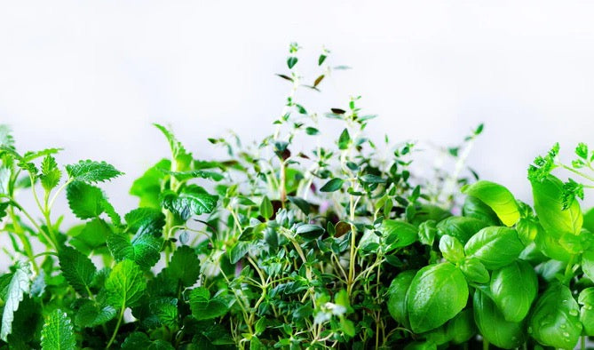 Küchenrückwand - Grüne frische Kräuter