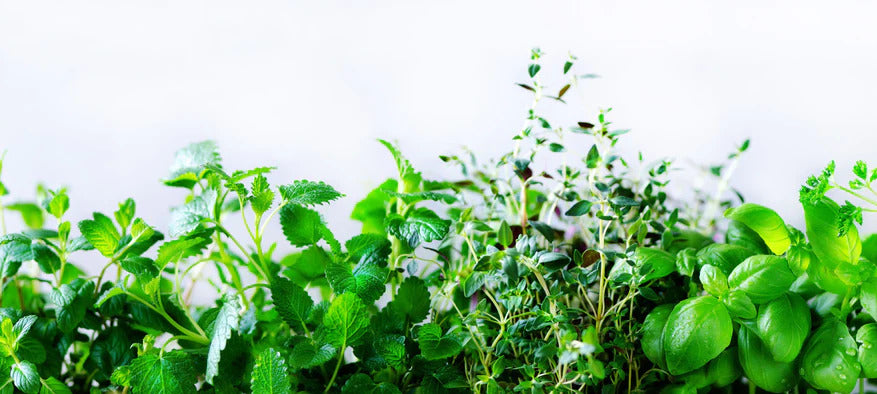 Küchenrückwand - Grüne frische Kräuter