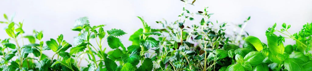 Küchenrückwand - Grüne frische Kräuter