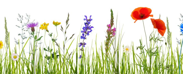 Küchenrückwand - Blumenwiese