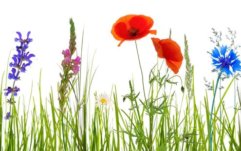 Küchenrückwand - Blumenwiese