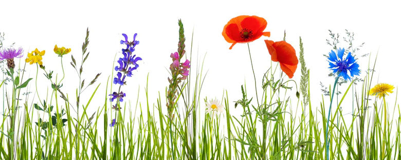 Küchenrückwand - Blumenwiese