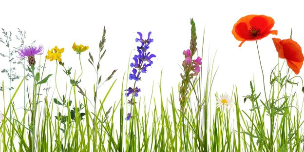 Küchenrückwand - Blumenwiese