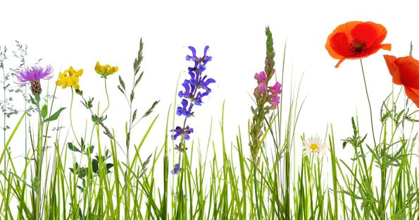 Küchenrückwand - Blumenwiese