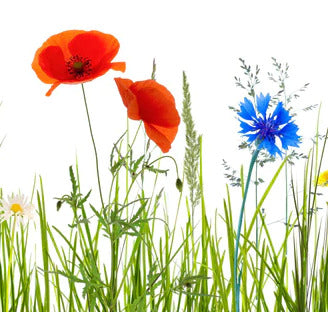 Küchenrückwand - Blumenwiese