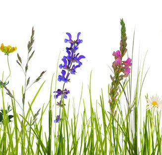 Küchenrückwand - Blumenwiese