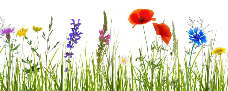 Küchenrückwand - Blumenwiese