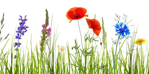 Küchenrückwand - Blumenwiese