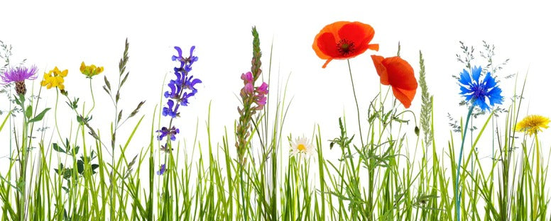 Küchenrückwand - Blumenwiese