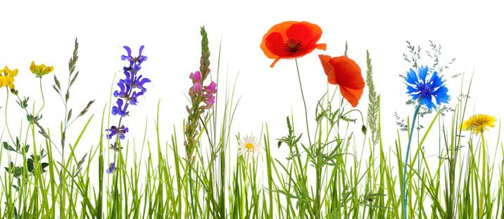 Küchenrückwand - Blumenwiese