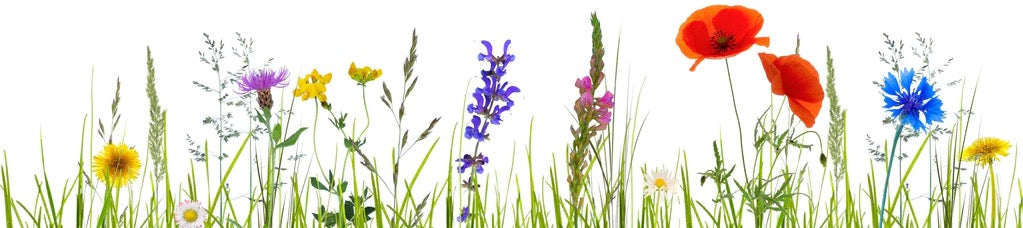 Küchenrückwand - Blumenwiese