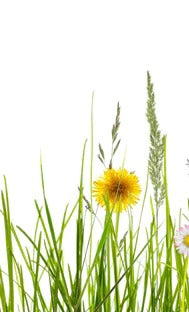 Küchenrückwand - Blumenwiese