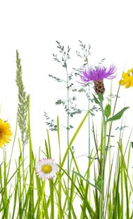 Küchenrückwand - Blumenwiese